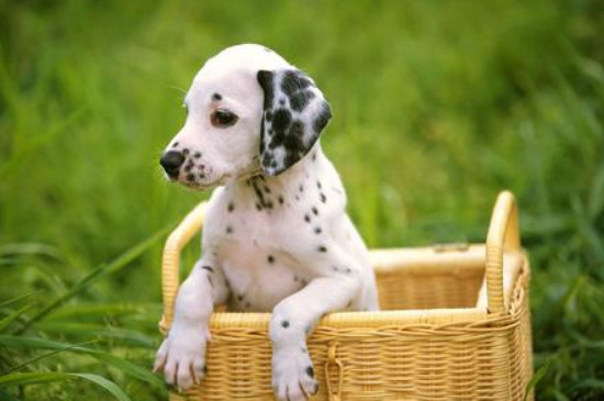 大麥町犬是中型犬嗎