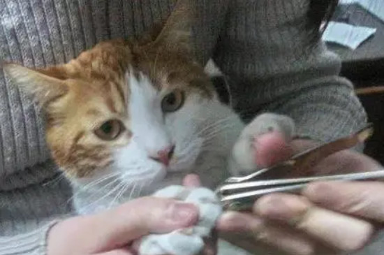 貓咪指甲多久剪一次