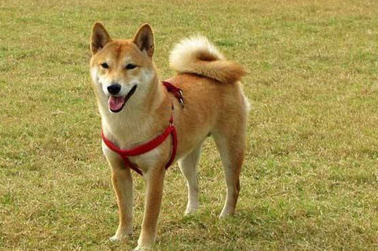 柴犬和秋田犬哪個(gè)忠誠(chéng)