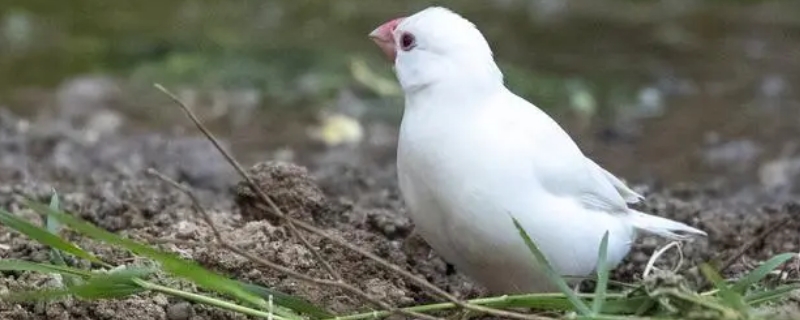 白文鳥的養(yǎng)殖方法和繁殖