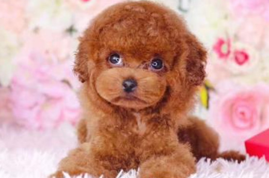 純種茶杯泰迪犬多少錢一只，真泰迪茶杯狗價(jià)格在8000元以上