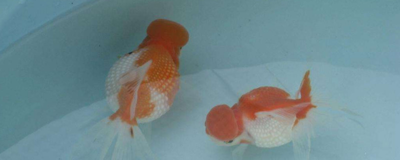 鶴頂紅金魚肚子大怎么回事