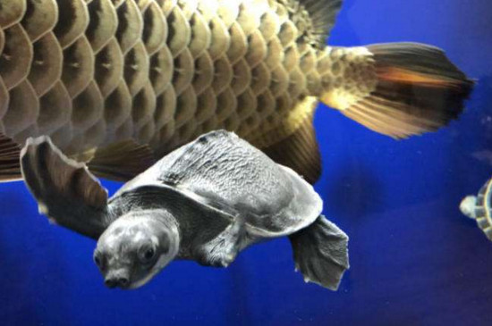 如何防止豬鼻龜咬魚