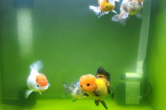 金魚水霉怎么治療