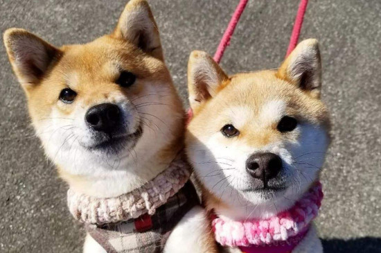 柴犬喜歡主人的表現(xiàn)
