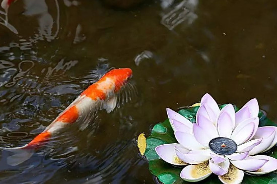 錦鯉能吃蘋果嗎