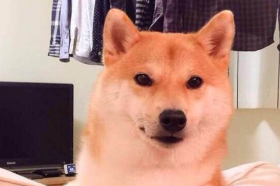 日本柴犬智商高嗎，智商排名第79相當(dāng)于三四歲小孩