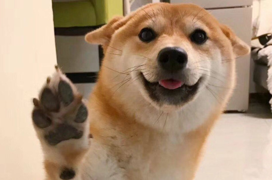 日本柴犬智商高嗎，智商排名第79相當(dāng)于三四歲小孩