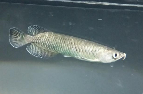 星點龍魚壽命能活多少年