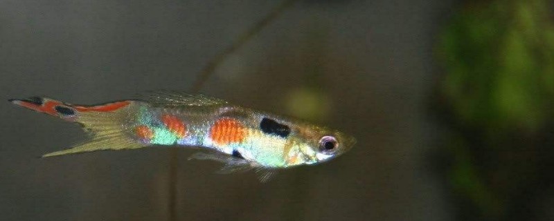 鳳尾魚(yú)的養(yǎng)殖方法