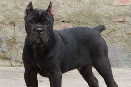 卡斯羅犬咬人嗎