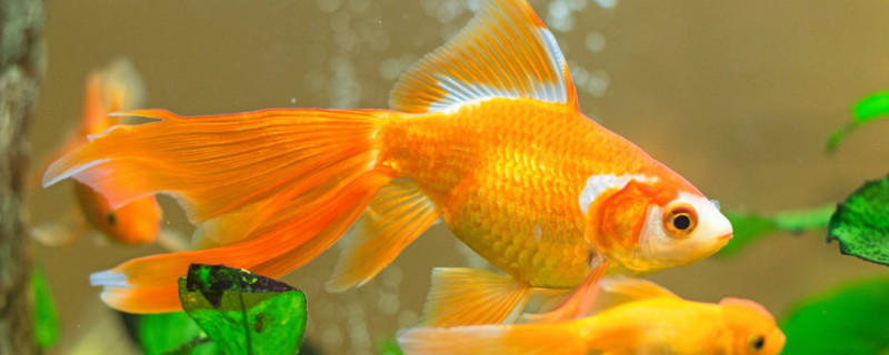 草金魚(yú)一天喂幾次