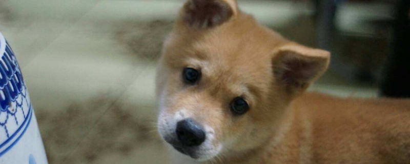 養(yǎng)柴犬的禁忌