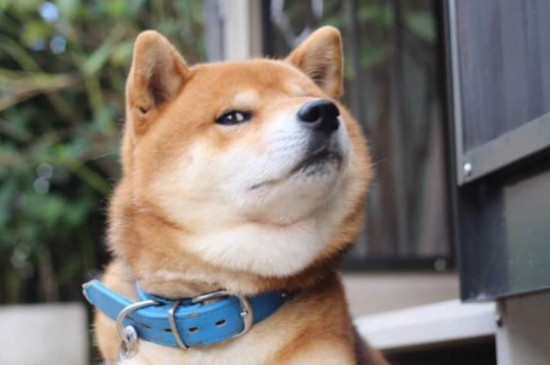 柴犬優(yōu)缺點(diǎn)