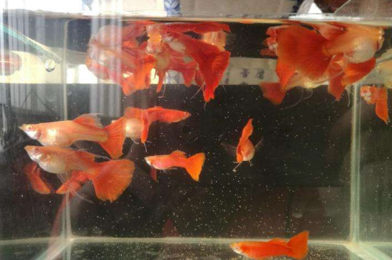 孔雀魚近親繁殖后果