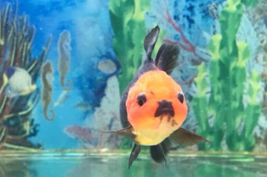 金魚能長多大能活多少年