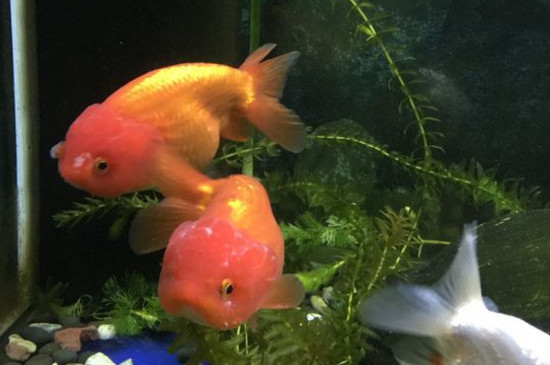 虎頭金魚和蘭壽的區(qū)別