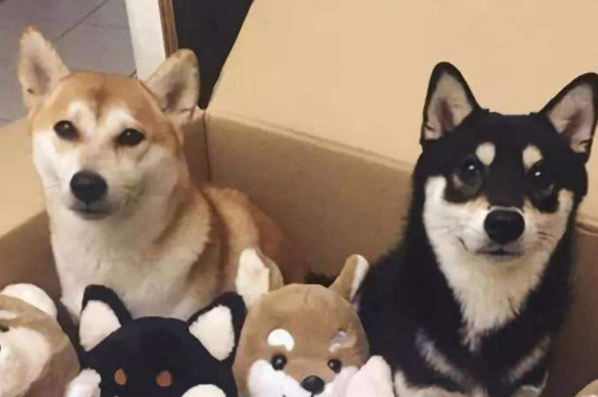 柴犬走丟會認(rèn)新主人嗎