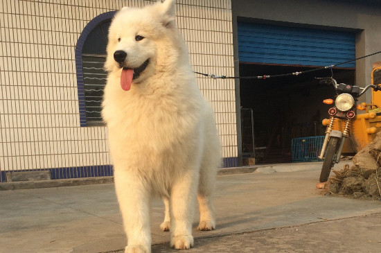 薩摩耶冠狀病毒會(huì)死嗎