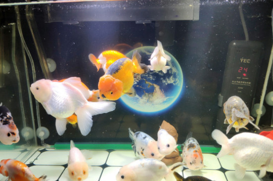 金魚的飼養(yǎng)方法