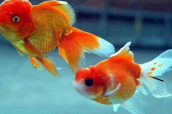 養(yǎng)2條金魚好嗎