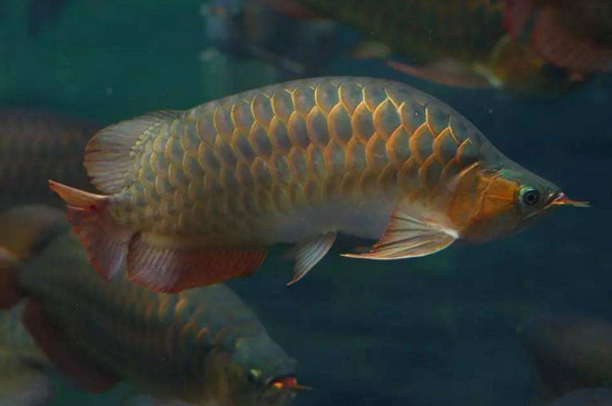 龍魚不養(yǎng)了可以送人嗎