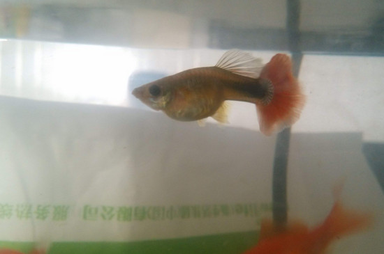 孔雀魚怎么算肛門突出