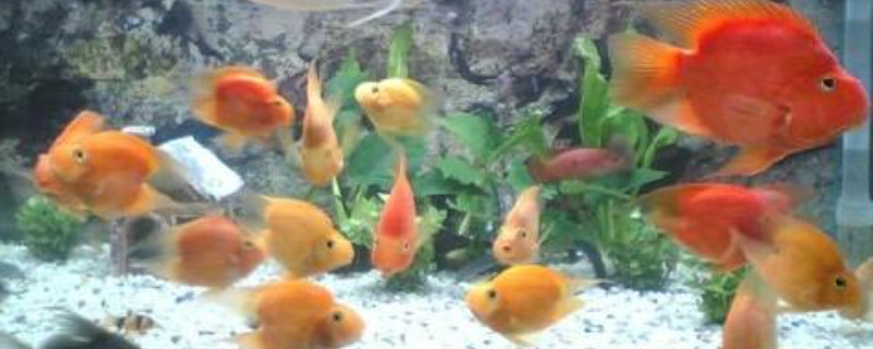 鸚鵡魚(yú)身子歪沉底怎么回事