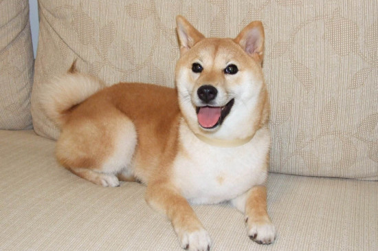 柴犬為什么喜歡齜牙