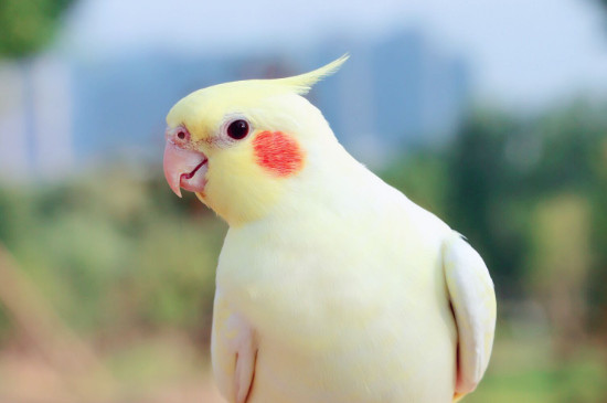 玄鳳鸚鵡喜歡主人的表現(xiàn)
