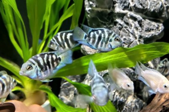 迷你鸚鵡混養(yǎng)什么魚