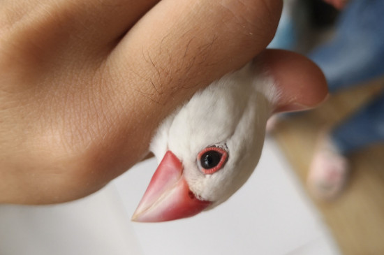 文鳥吃什么水果