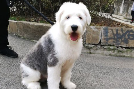 古牧犬掉毛厲害嗎