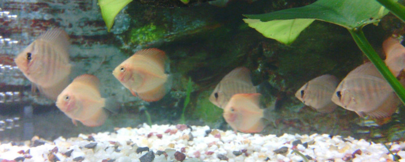神仙魚吃觀賞蝦怎么辦