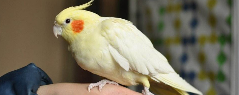 玄鳳鸚鵡喜歡人摸哪里