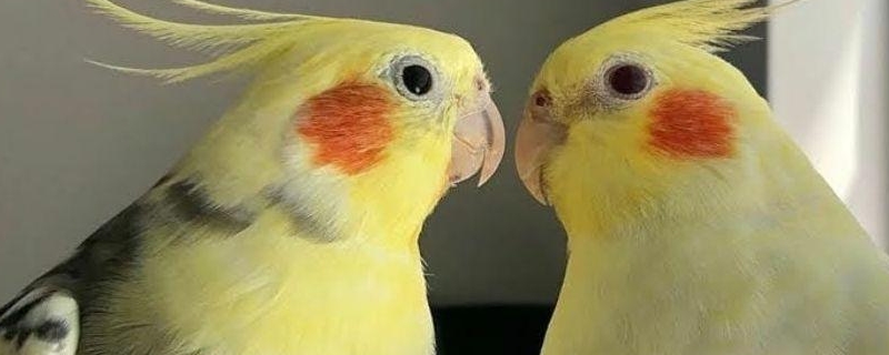 玄鳳鸚鵡上下點(diǎn)頭什么原因
