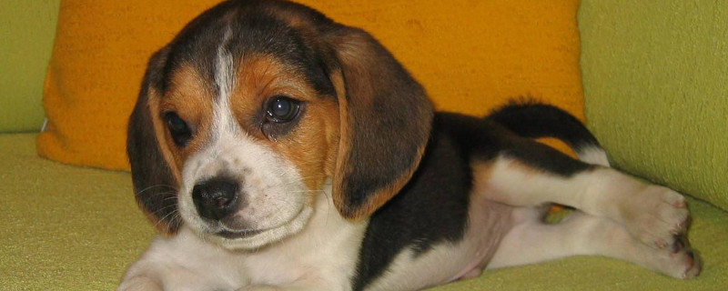 比格犬適合家庭飼養(yǎng)嗎
