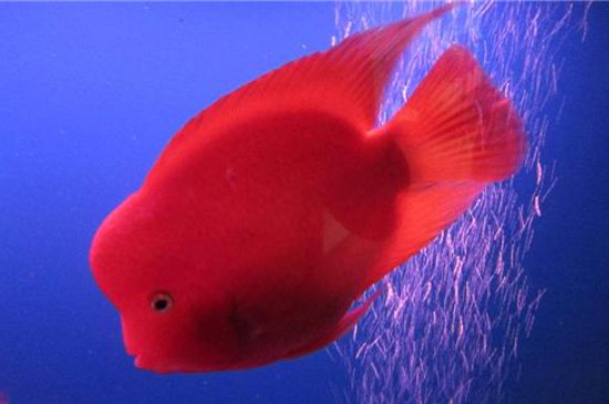 鸚鵡魚(yú)身子歪沉底怎么回事