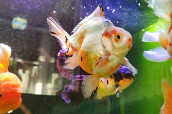 金魚一天喂幾次