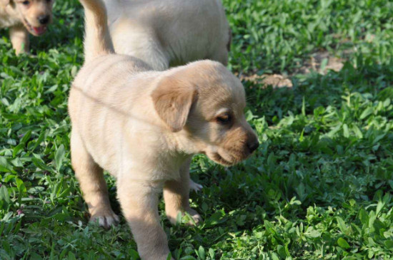 拉布拉多幼犬怎么看純不純