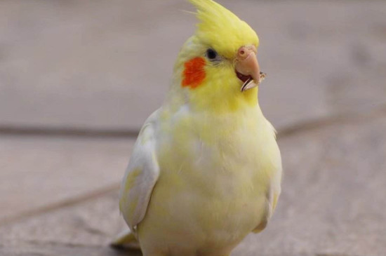 玄鳳鸚鵡越養(yǎng)越瘦是怎么回事