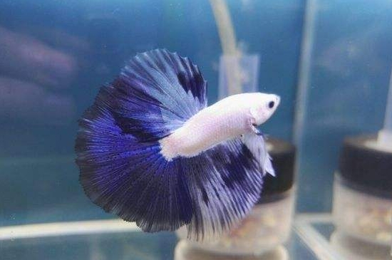 斗魚幼苗怎么養(yǎng)才不會死