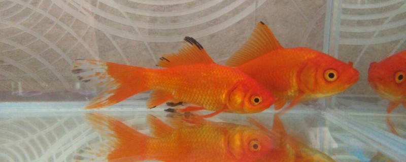金魚怎么分公母，分辨金魚雌雄的方法