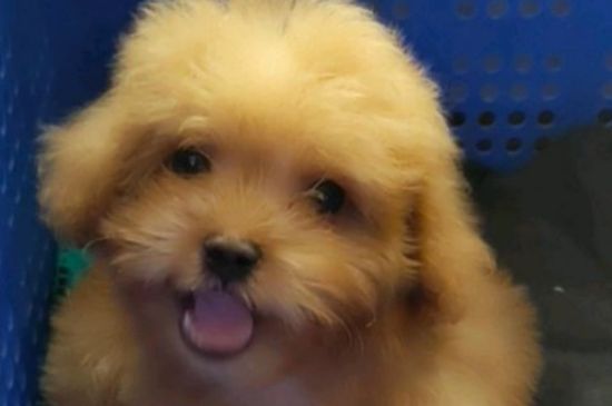 小泰迪狗可以吃芒果嗎