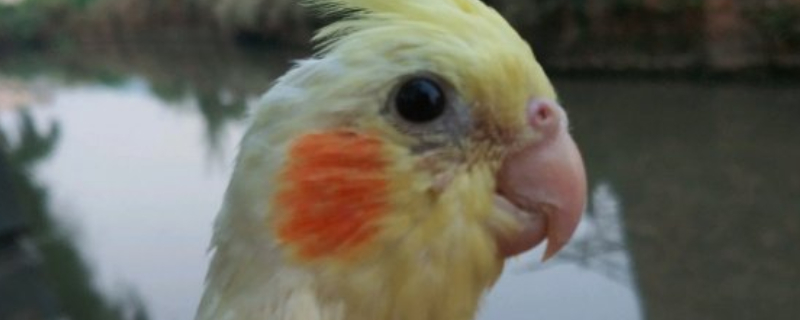 玄鳳鸚鵡靠什么認(rèn)主人