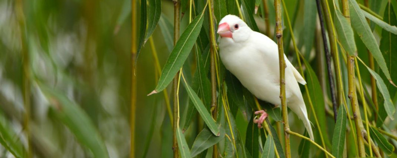 白文鳥怎么分公母