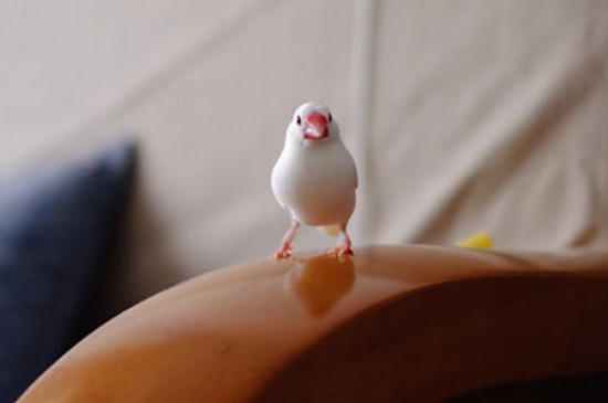 文鳥吃什么