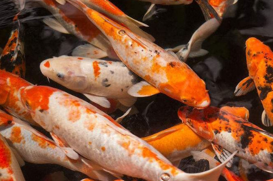 錦鯉可以和什么魚混養(yǎng)