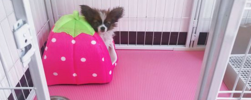 蝴蝶犬掉毛嗎