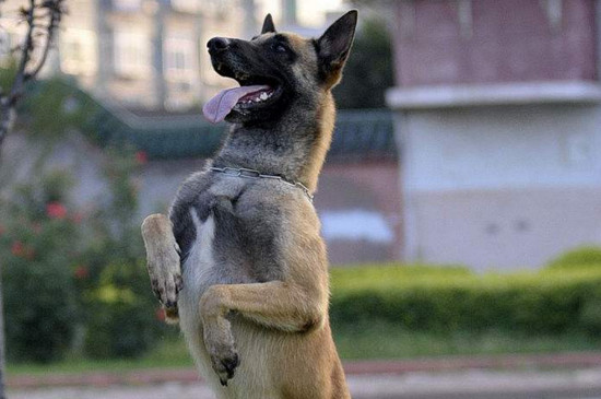 馬犬怎么訓(xùn)練，訓(xùn)練馬犬的四個技巧